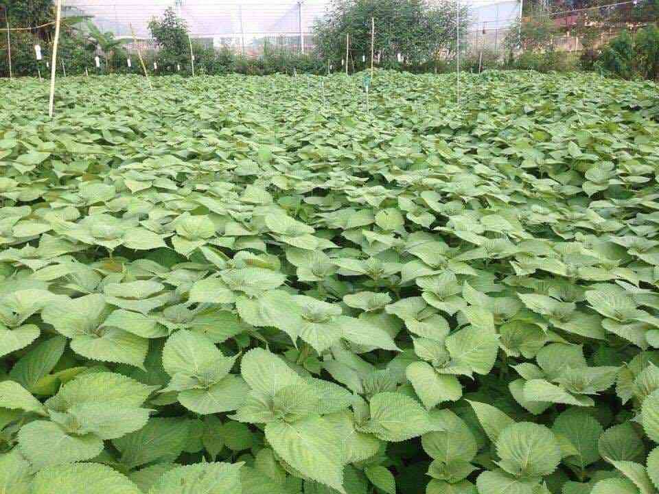 HẠT RAU THƠM MÈ LÁ MÈ HÀN QUỐC - GÓI 1 GRAM
