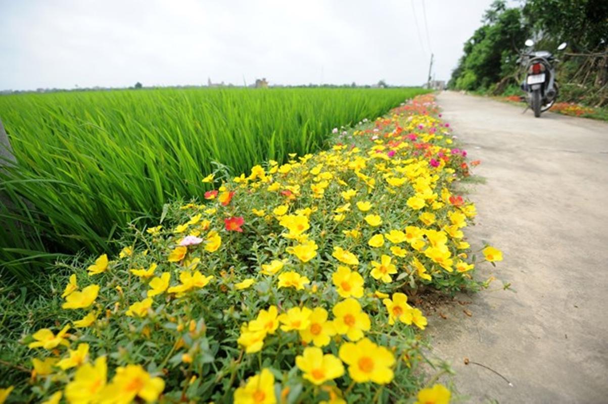 200 Hạt giống hoa mười giờ đơn