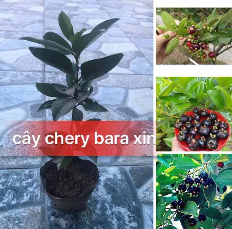 Cây chery bara xin chịu nhiệt + Tặng 2 Cây Quế Giống