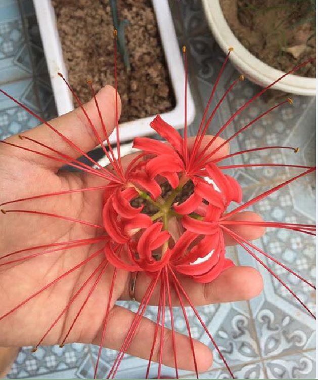 Củ giống hoa bỉ ngạn hoa màu đỏ ( 1 củ )[Seeds]