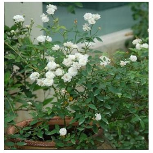 Hạt giống hoa Hồng bạch