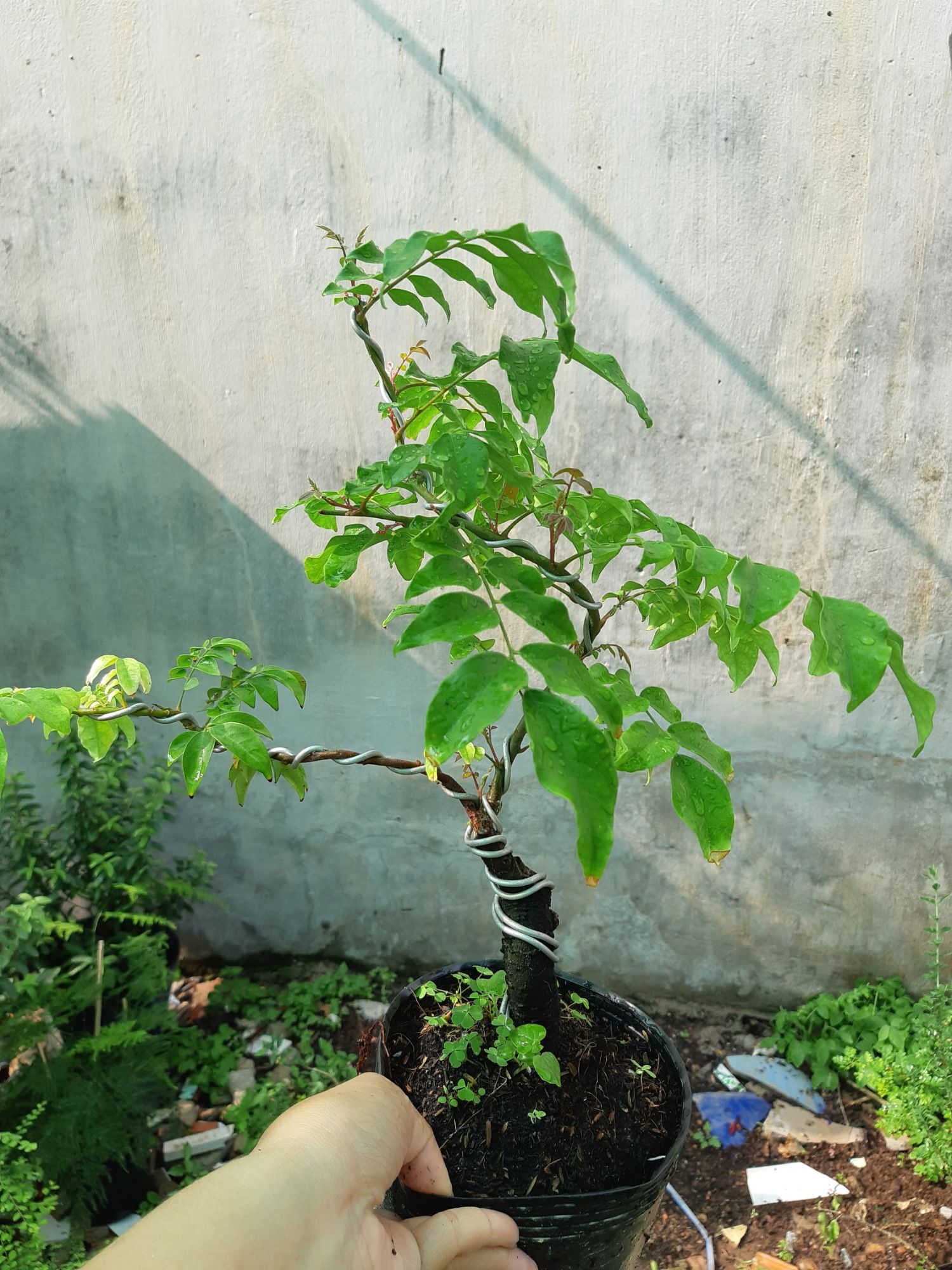 cây khế bonsai mini
