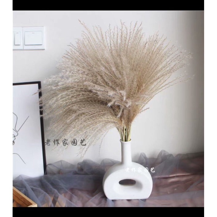 cỏ lau nhập khẩu
