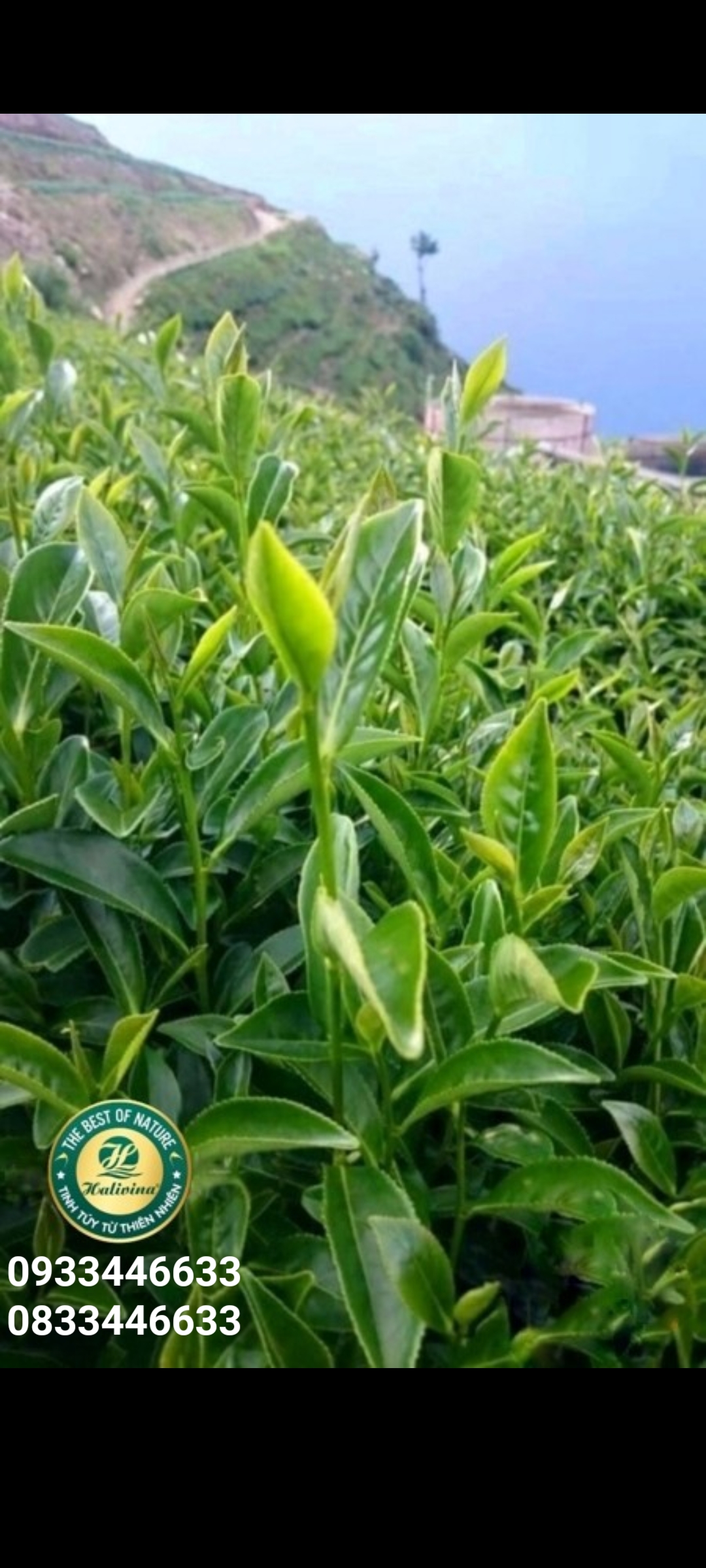 Trà Ô Long Halivina Loại Đặc Biệt 250G