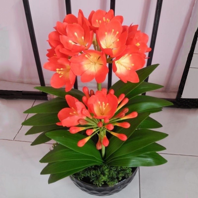 Củ hoa Lan quân tử(8 củ 8 màu) HOA TẾT