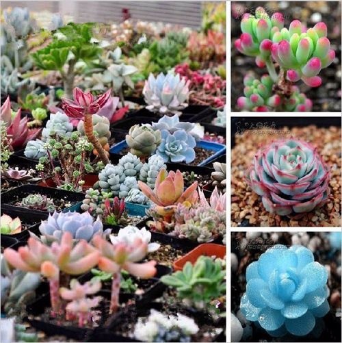 Hạt giống sen đá mix màu  - Gói 200 hạt