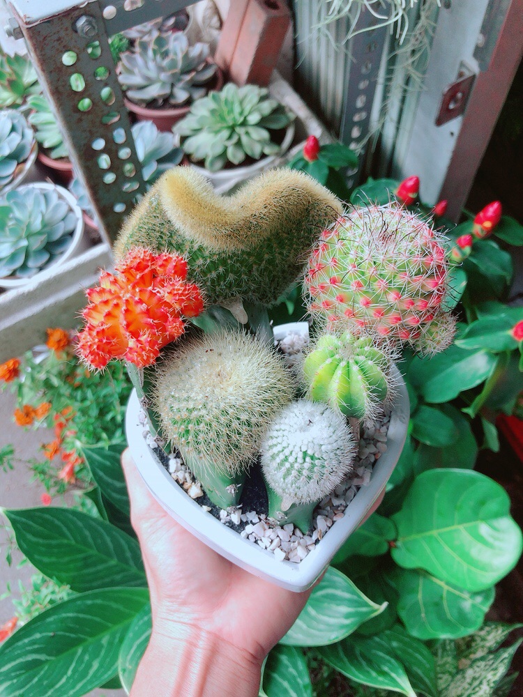 [HCM]Chậu Cây Xương Rồng Mix