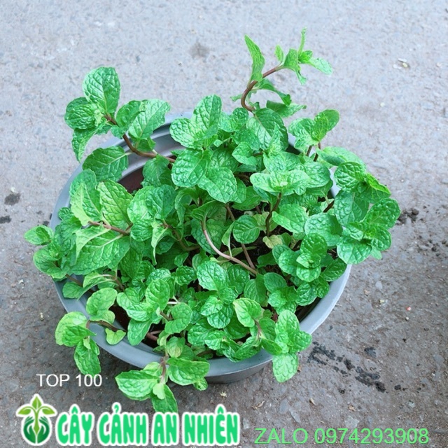 Chậu cây rau húng lủi