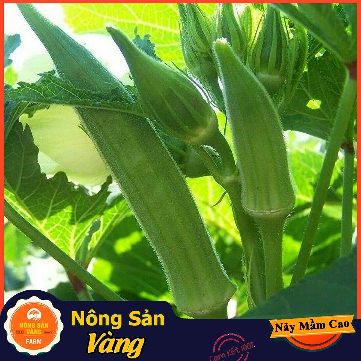 Chinese cabbage seed West (okra) good for bone joints and digestive system (package 20 grams)-shallow gold