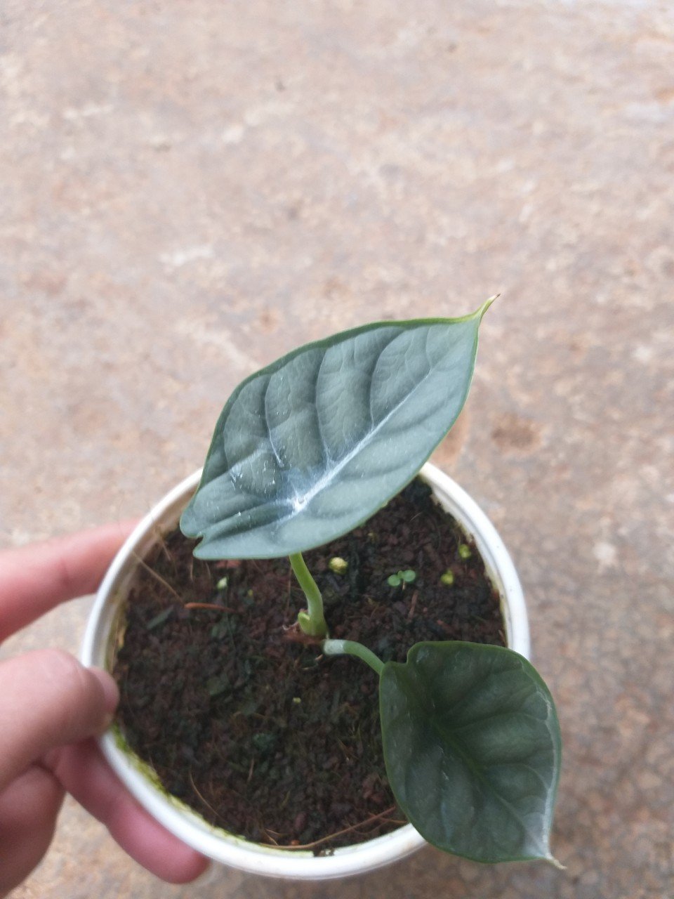Rồng Bạc - Alocasia siver dragon cây con.