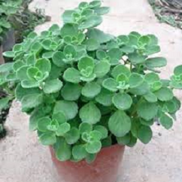 Cây nhất mạt hương (Sen đá lá thơm)  Nguồn: https://mrhoa.com/cay-canh/nhat-mat-huong-sen-da-la-thom/