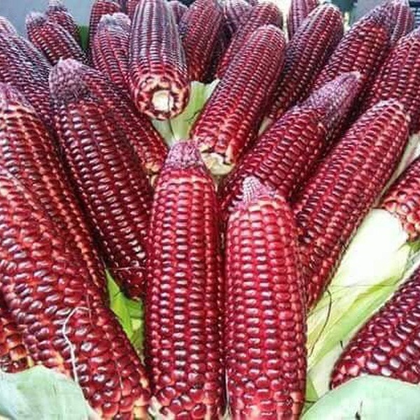 Hạt giống bắp ngọt Nữ Hoàng Đỏ Nova 50 hạt