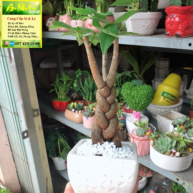 Chậu kim ngân thắt bím 3 thân