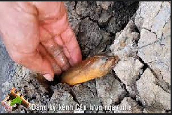 [CÂU LƯƠN] Lưỡi câu lươn tóm sẵn Thép Hoàn Lực