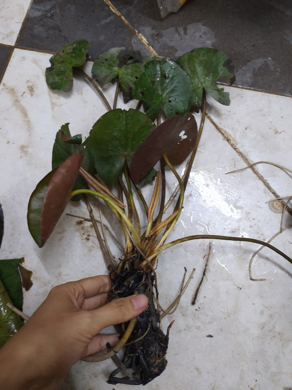 ( Chỉ gưi miền bắc- trung) [RẺ VÔ ĐỊCH]  Củ hoa súng Thái Lan màu vàng trắng