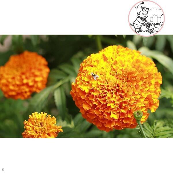 Hạt Hoa VẠN THỌ 2 Màu M-01 - Gói 1 gram