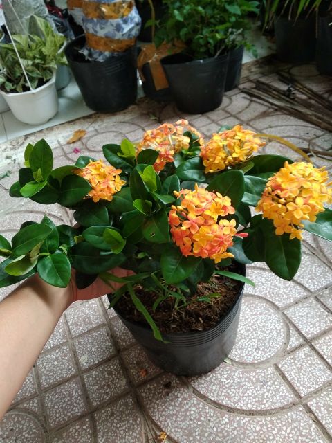 Trang mẫu đơn vàng cam