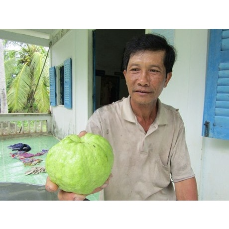 Cây Giống Ổi Lùn nữ Hoàng thái lan ( có thể trồng chậu cây khỏe )