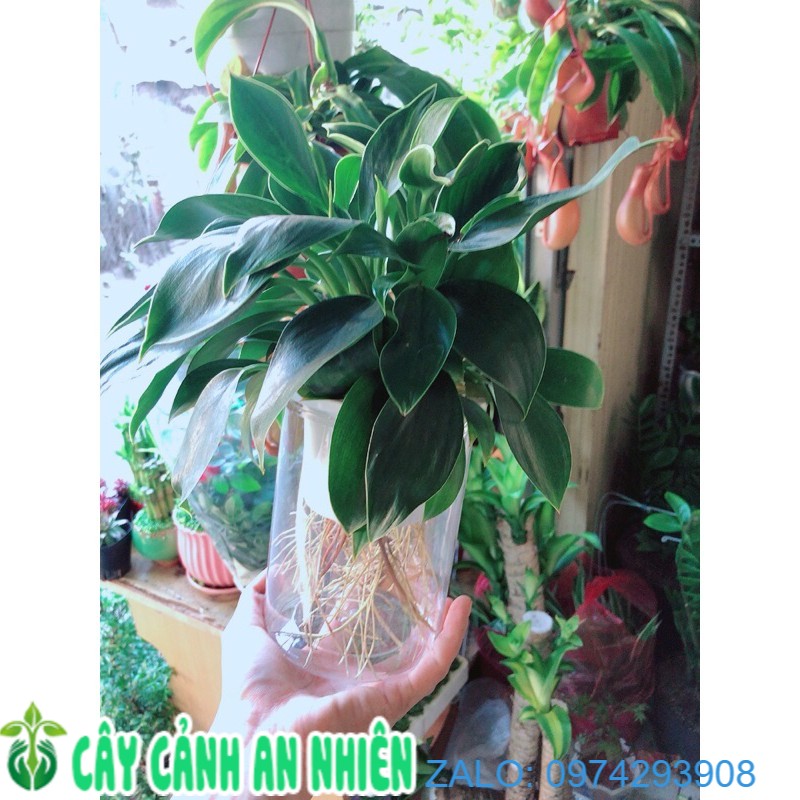 Chậu trầu bà đế vương thuỷ sinh