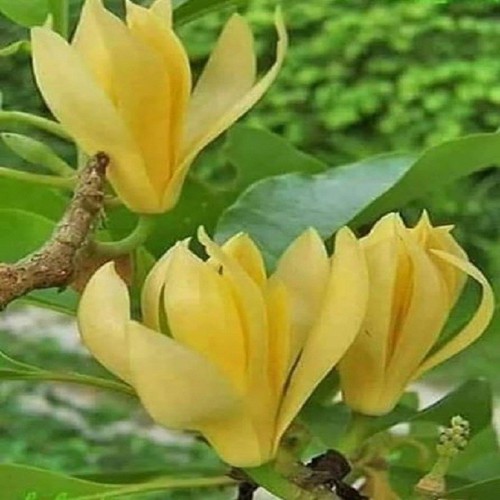 CÂY HOA NGỌC LAN VÀNG