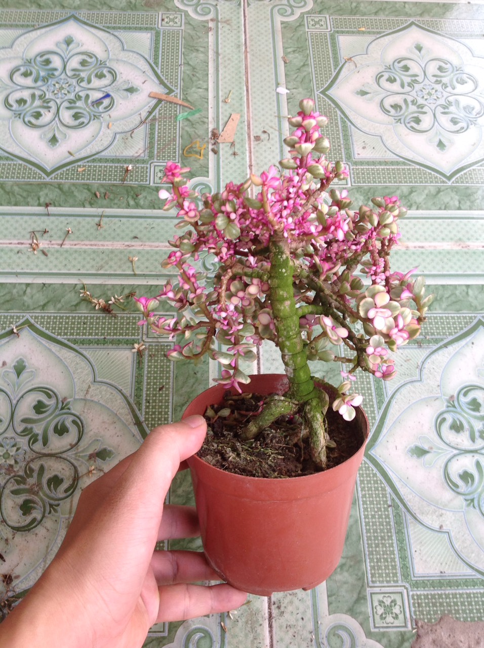 Cây Ngọc Bích (Đỏ) - Cây cảnh bonsai để bàn