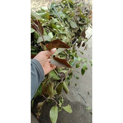 Tầm gửi gạo tía 1kg