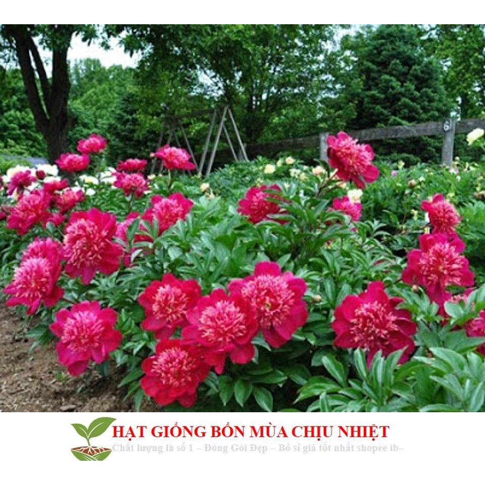 MJ69 Hạt Giống Hoa Mẫu Đơn Kép Mix ( Gói 05 Hạt)