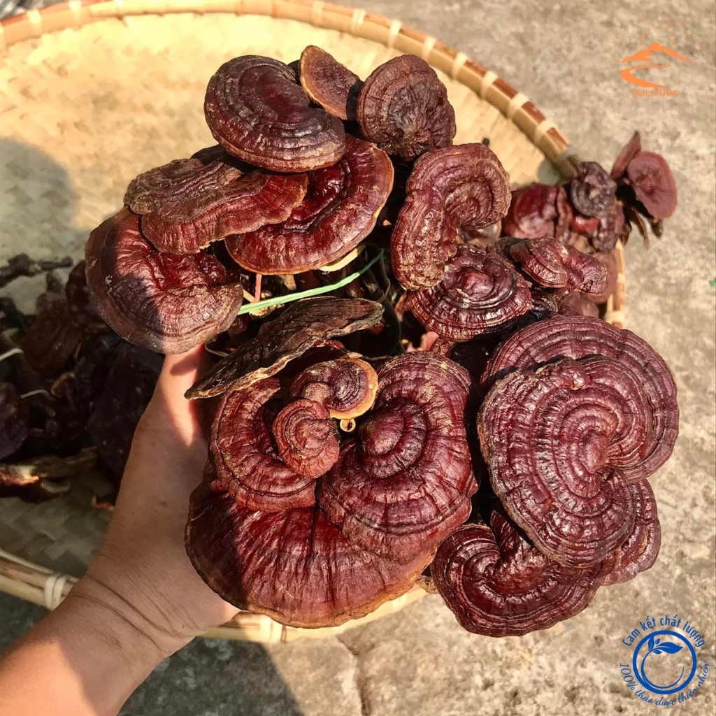 Nấm Linh chi rừng khô Tây Bắc thu hái, phơi khô tự nhiên. Thảo dược quý nấm linh chi đỏ, nấm lim xanh