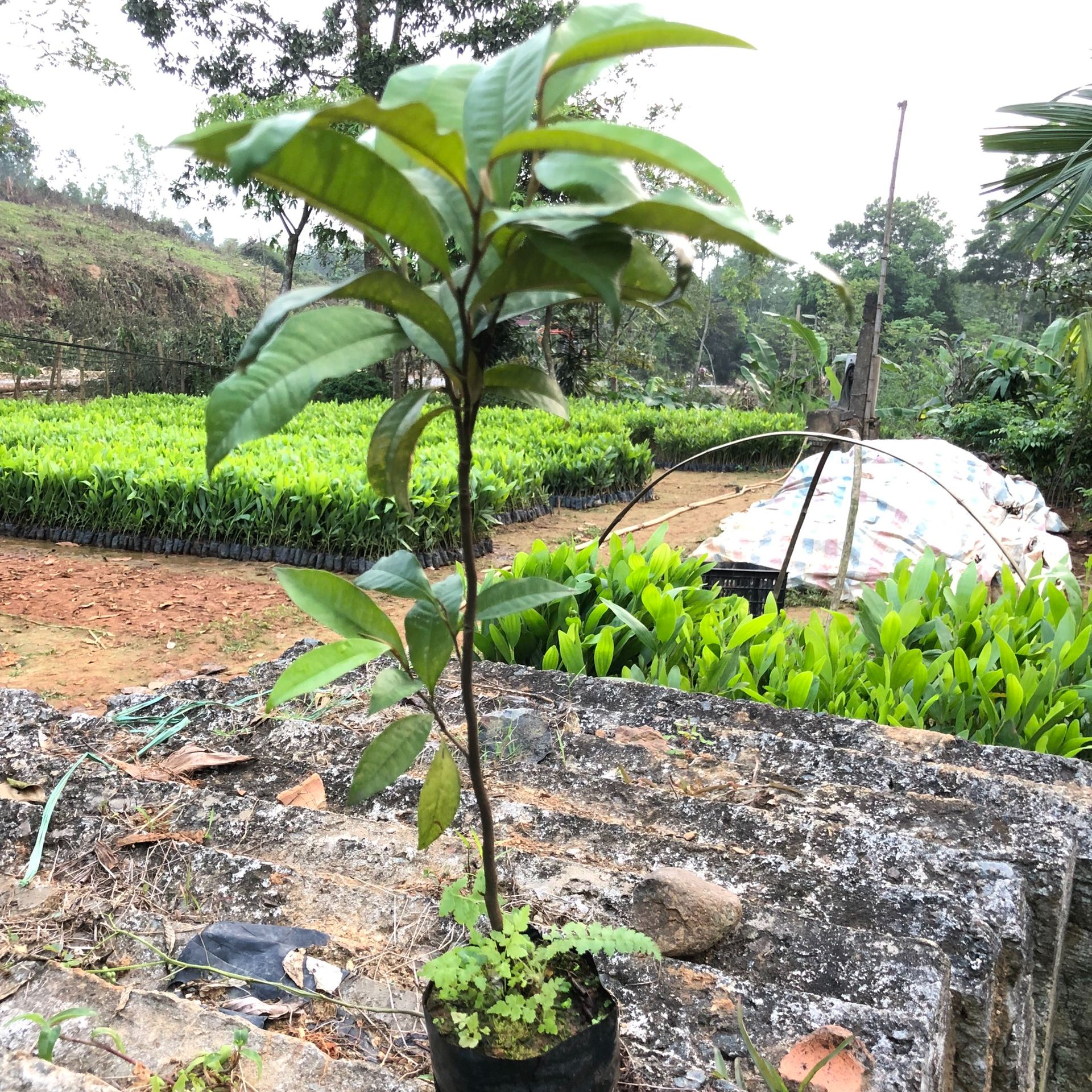 Cây vú sữa tím gieo hạt cao 25-50cm