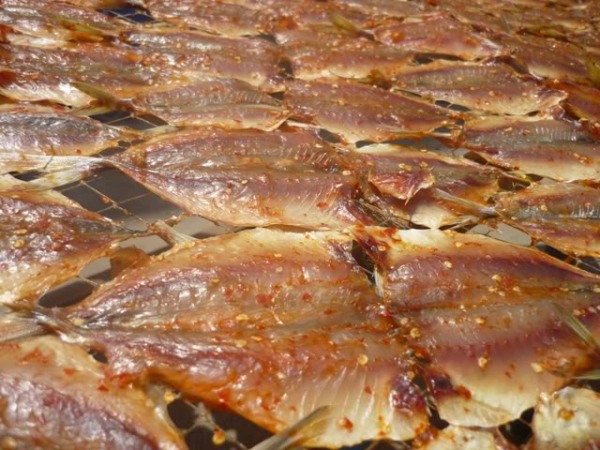 MÁY SẤY CÔNG NGHIỆP 30 KHAY