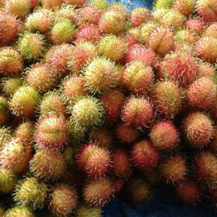 CÂY GIỐNG CHÔM CHÔM NHÃN SIÊU NGON SIÊU QUẢ