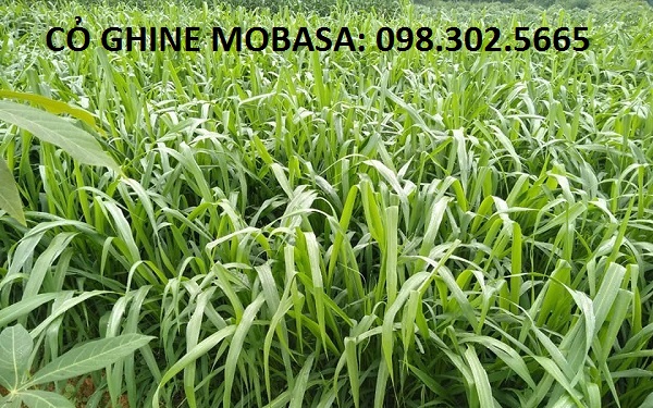 Hạt giống cỏ MOBASA GHINE - cỏ chăn nuôi 100g