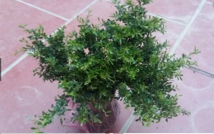 Cây giống hoa linh sam tím bonsai