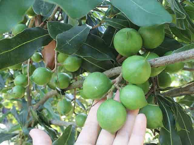 Macca Sấy ĐĂK LĂK Loại Ngon (500gr)