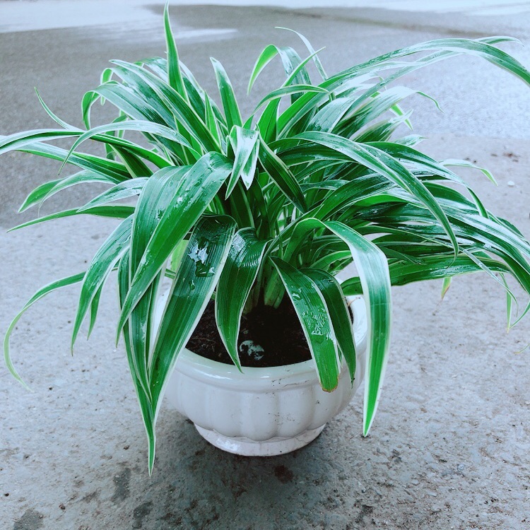Chậu cây lan chi