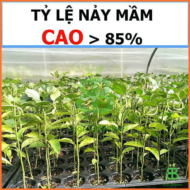 Hạt Giống Chanh Leo (Dây) 0,2G Dễ Trồng, Thơm Ngon