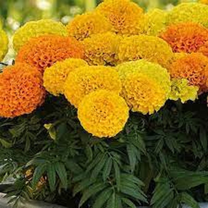 Hạt giống hoa vạn thọ Mỹ mix màu/Gói 50 hạt