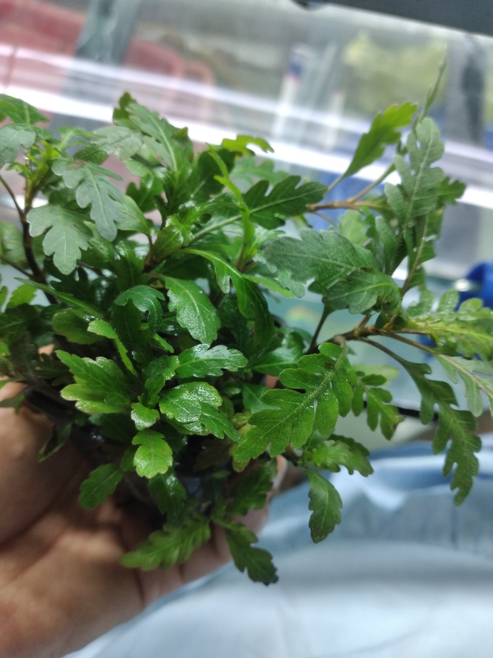 Cây Liễu răng cưa - cây thủy sinh trung cảnh