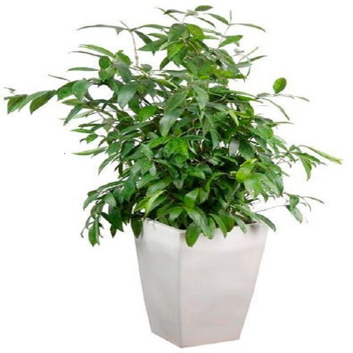 CHẬU CÂY TRÚC NHẬT