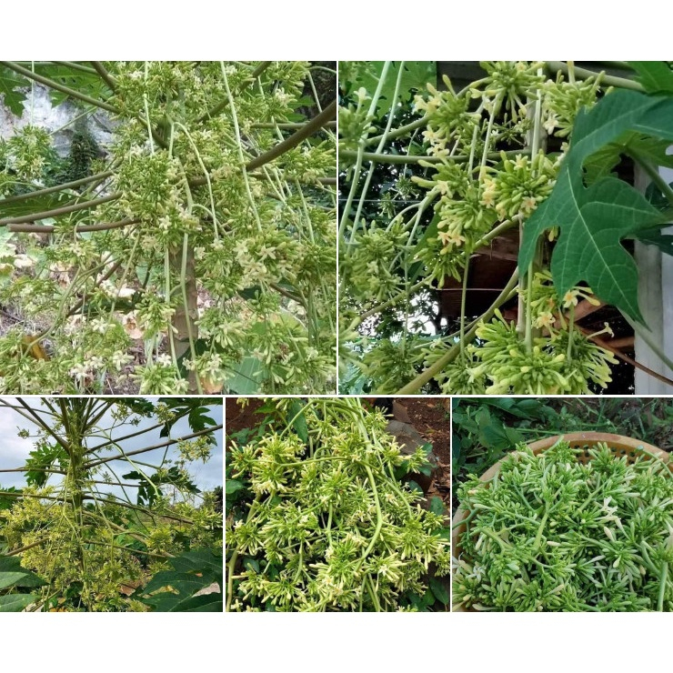 Hạt giống cây đu đủ đực siêu bông-gói 10 hạt
