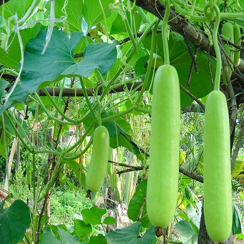 Hạt giống bầu lai f1 gói 2gr