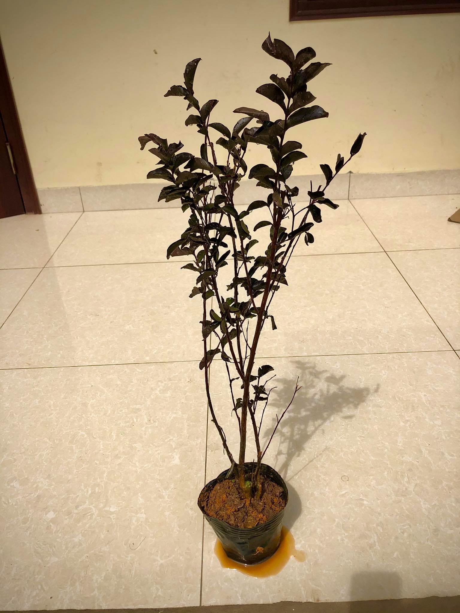Cây tường vi huyết long cao 70-80cm