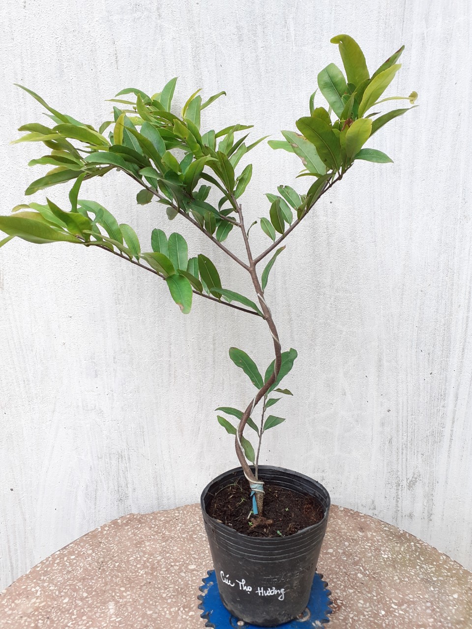 2 Cây Mai Cúc Thọ Hương Mini