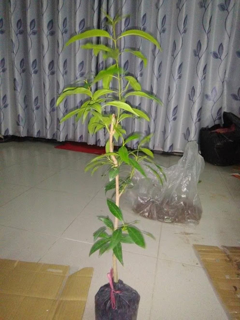 Combo 2 Cây vối nếp - chiều cao 0.6m