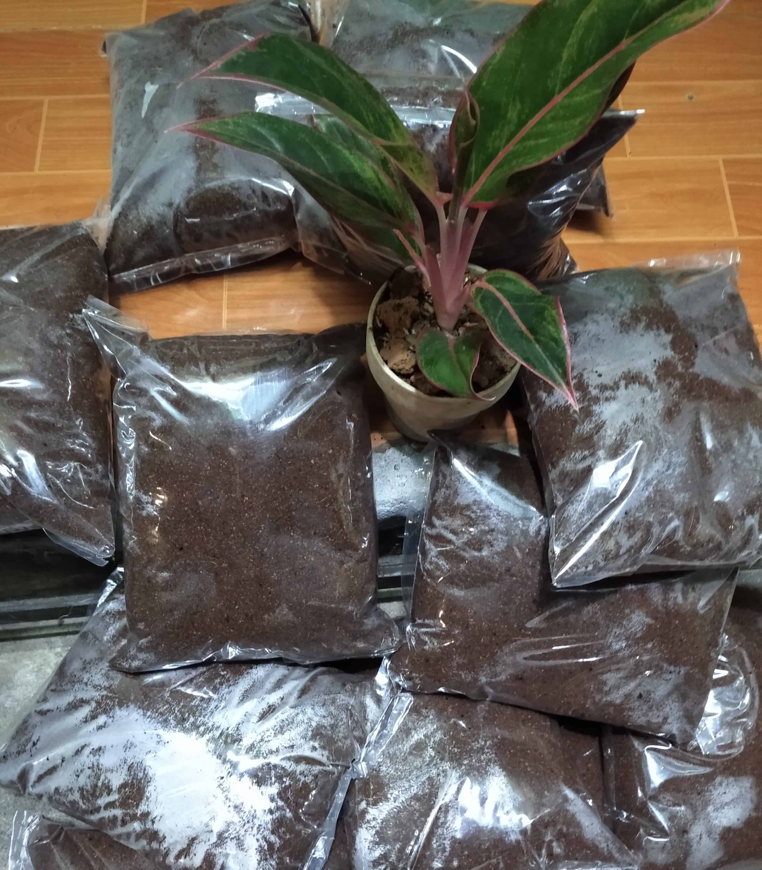 Xơ dừa mụn dừa đã xử lý 1kg