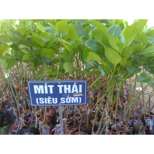 [ Xả - Cắt Lỗ] cây mít thái siêu sớm