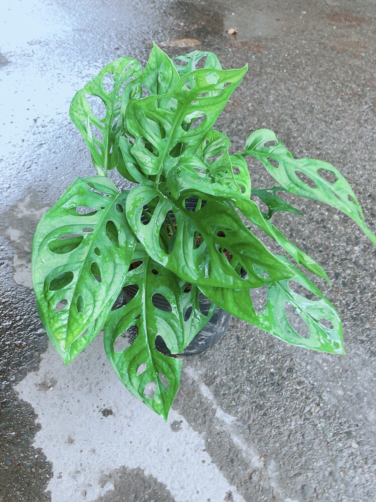 Trầu Bà Lỗ