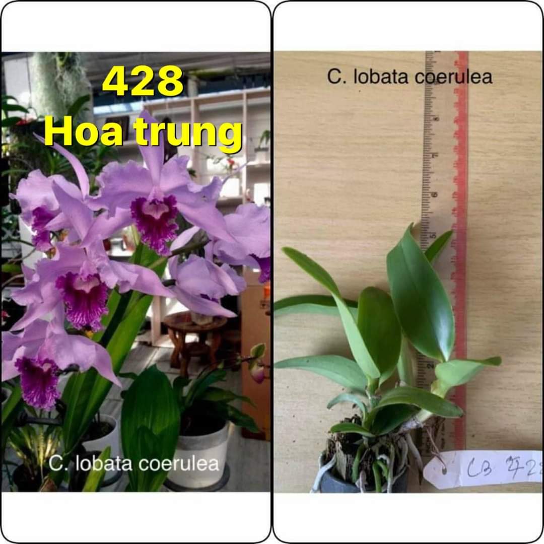 Lan Cattleya hang Tem sưu tầm chuẩn mặt hoa, Nhập Thái Lan