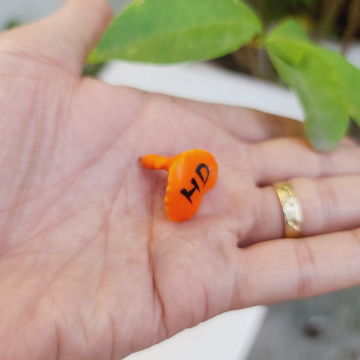 Mồi Đi Câu Cá Poison Nổi Thái Lan
