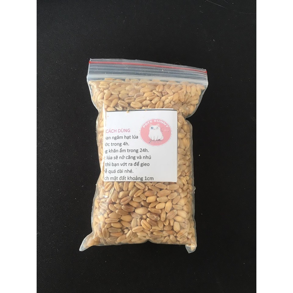 Hạt giống cỏ lúa mạch cho mèo 40g